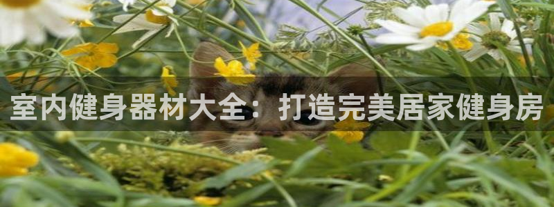富联娱乐老板叫什么：室内健身器材大全：打造完美居家健